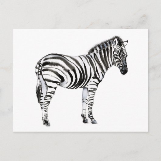 Stehend Zebra Postkarte (Vorderseite)