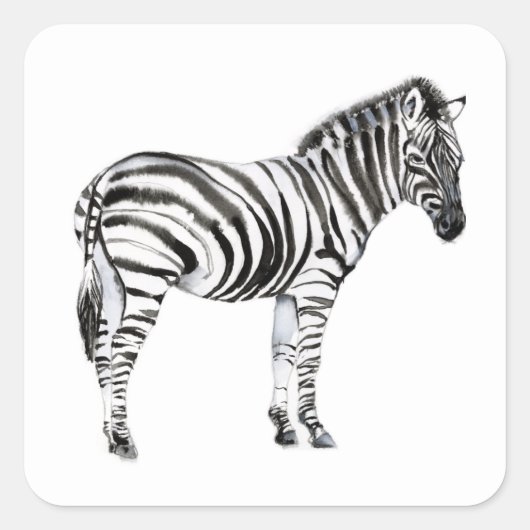 Stehend Zebra Quadratischer Aufkleber (Vorderseite)