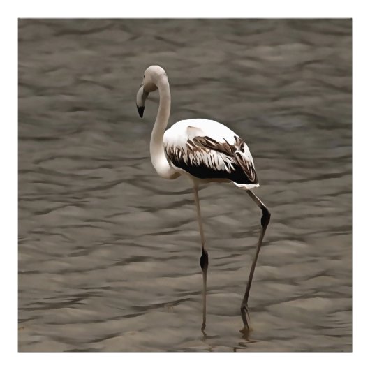 Stehende Alone Juvenile Flamingo Kunst Fotodruck (Vorne)