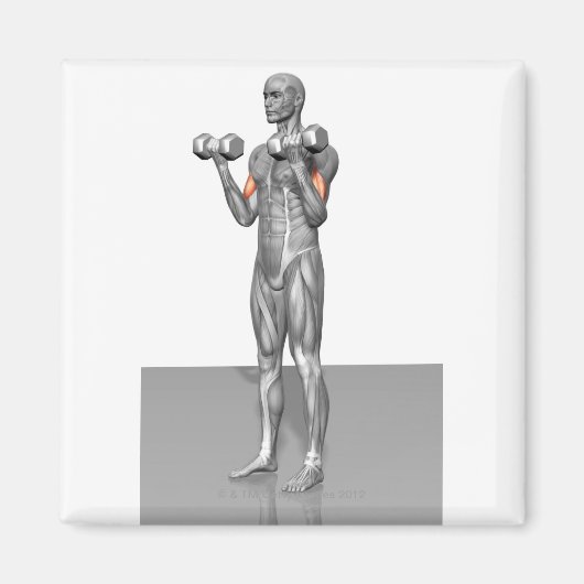 Stehende Biceps Curl 2 Magnet (Vorne)
