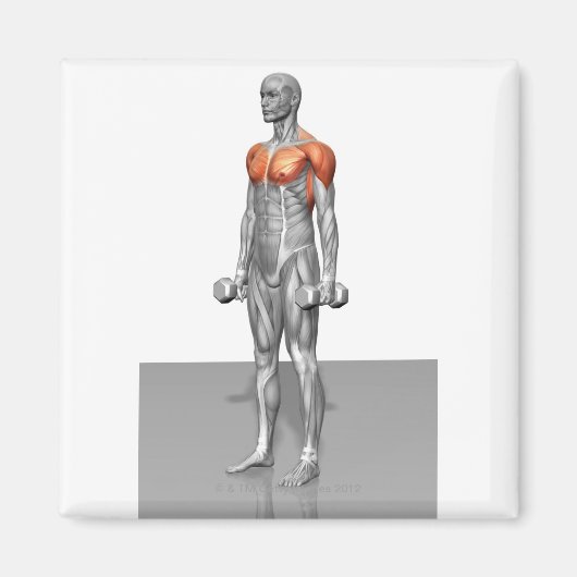 Stehende Biceps-Kurve Magnet (Vorne)