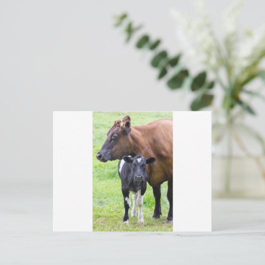 Stehende braune Mutterkuh mit Schwarz-weißem Kalb Postkarte (Stehend Vorderseite)