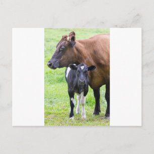 Stehende braune Mutterkuh mit Schwarz-weißem Kalb Postkarte