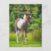 Stehende Dartmoor Pony Foal Postkarte (Vorderseite)