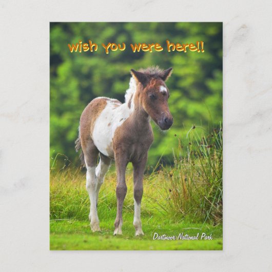 Stehende Dartmoor Pony Foal Postkarte (Vorderseite)