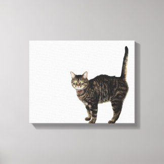 Stehende männliche Tablet-Katze Leinwanddruck