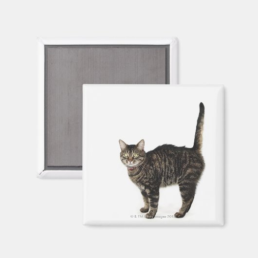 Stehende männliche Tablet-Katze Magnet (Vorderseite/Rückseite)