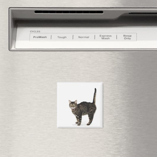 Stehende männliche Tablet-Katze Magnet (In Situ (Geschirrspüler))