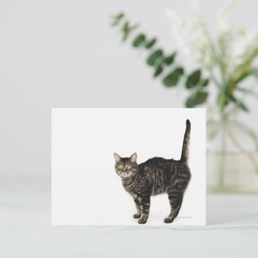 Stehende männliche Tablet-Katze Postkarte (Stehend Vorderseite)