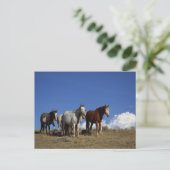 Stehende Pferde im Western Postkarte (Stehend Vorderseite)