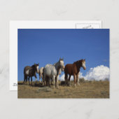 Stehende Pferde im Western Postkarte (Vorne/Hinten)
