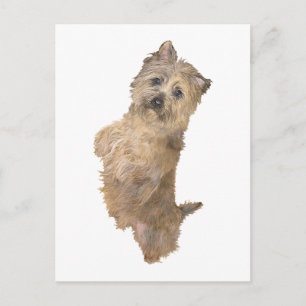 Stehender Cairn Terrier Postkarte