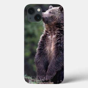 Stehender Grizzly-Bär iPhone 13 Hülle