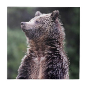 Stehender Grizzly-Bär Fliese