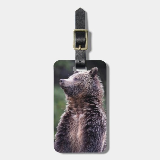 Stehender Grizzly-Bär Gepäckanhänger (Vorderseite vertikal)