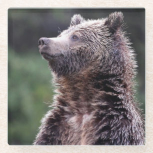 Stehender Grizzly-Bär Glasuntersetzer