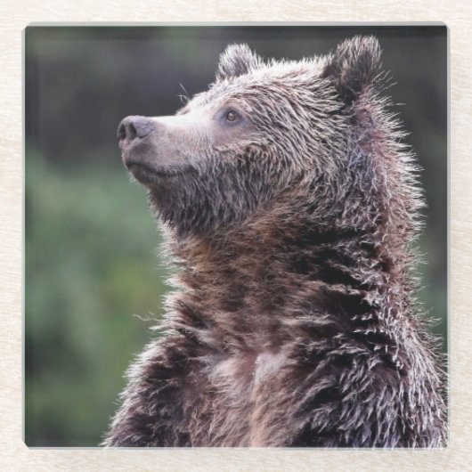 Stehender Grizzly-Bär Glasuntersetzer (Vorderseite)