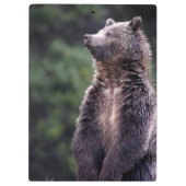 Stehender Grizzly-Bär Klemmbrett (Rückseite)