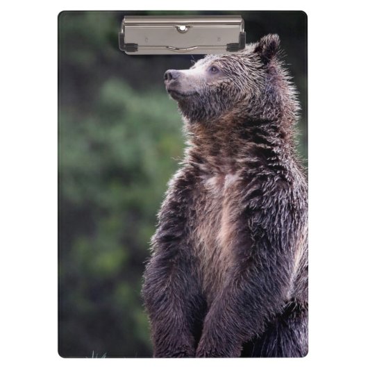 Stehender Grizzly-Bär Klemmbrett (Vorderseite)