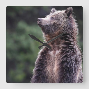 Stehender Grizzly-Bär Quadratische Wanduhr