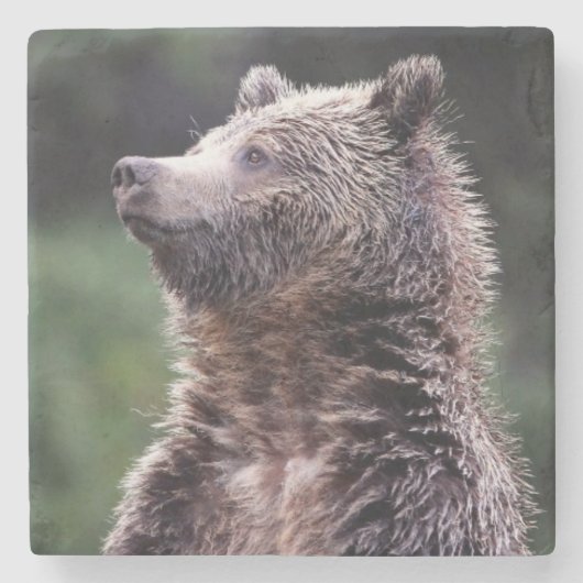 Stehender Grizzly-Bär Steinuntersetzer (Vorderseite)