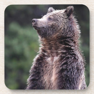 Stehender Grizzly-Bär Untersetzer