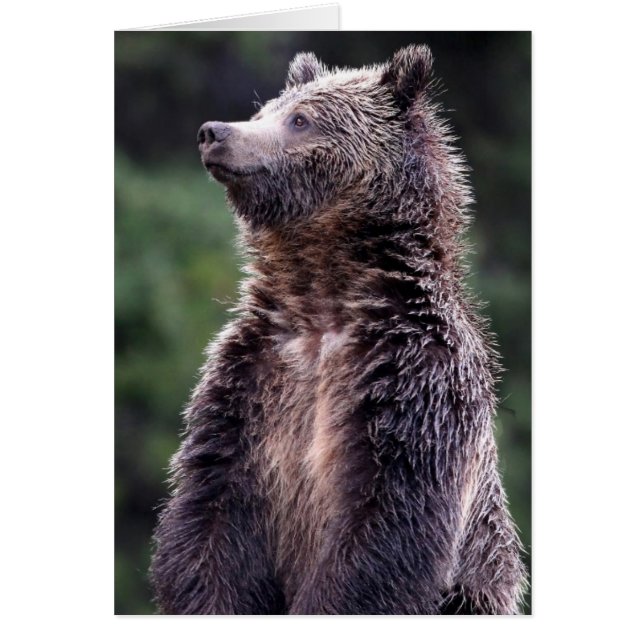 Stehender Grizzlybär (Vorne)