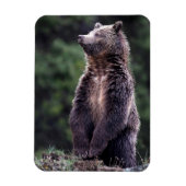 Stehender Grizzlybär Magnet (Vertikal)