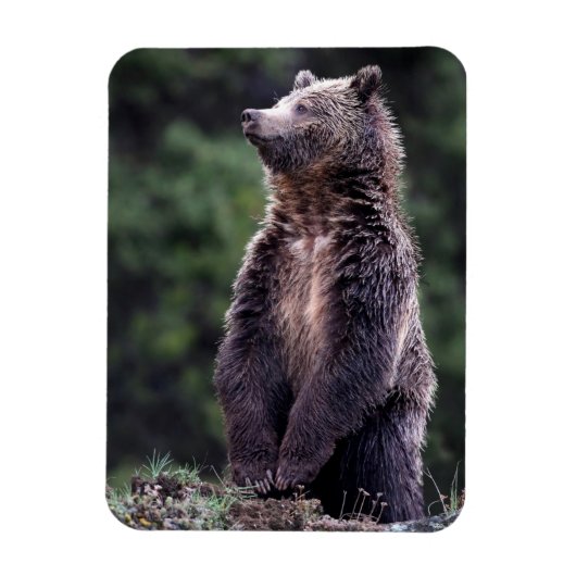Stehender Grizzlybär Magnet (Vertikal)