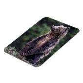 Stehender Grizzlybär Magnet (Linke Seite)
