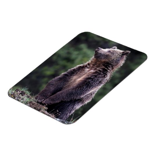 Stehender Grizzlybär Magnet (Linke Seite)