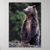 Stehender Grizzlybär Poster (Vorne)
