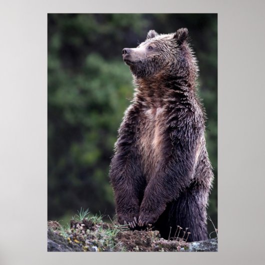 Stehender Grizzlybär Poster (Vorne)