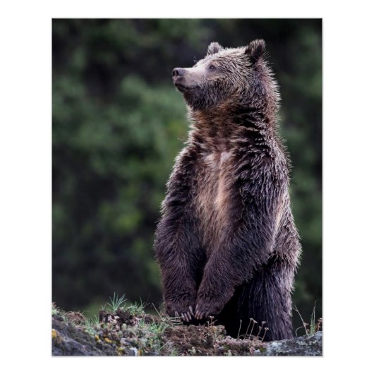 Stehender Grizzlybär Poster (Vorderseite)