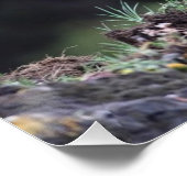 Stehender Grizzlybär Poster (Ecke)