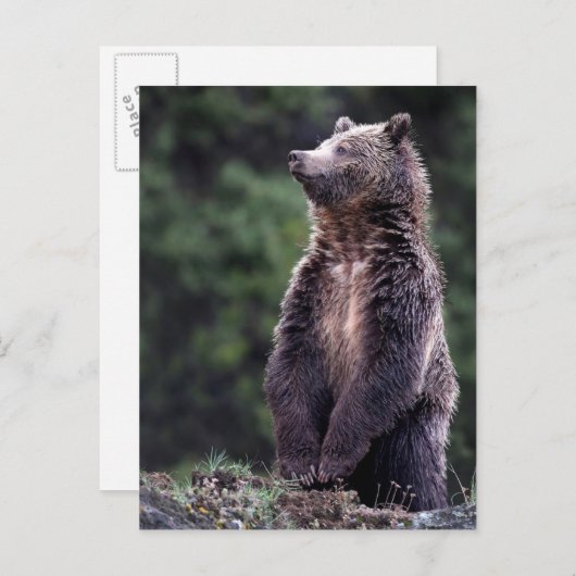 Stehender Grizzlybär Postkarte (Vorne/Hinten)