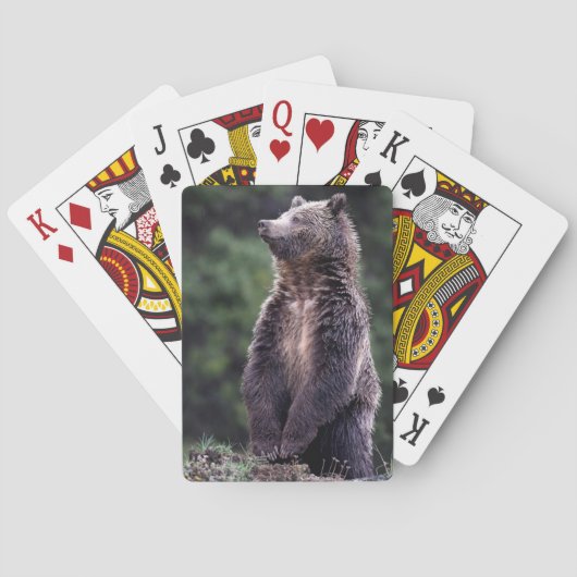 Stehender Grizzlybär Spielkarten (Rückseite)