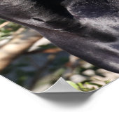 Stehender Headshot des Black Andalucian Horse Poster (Ecke)
