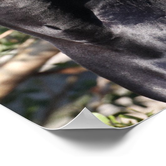 Stehender Headshot des Black Andalucian Horse Poster (Ecke)