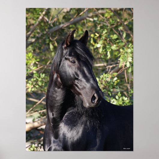 Stehender Headshot des Black Andalucian Horse Poster (Vorne)