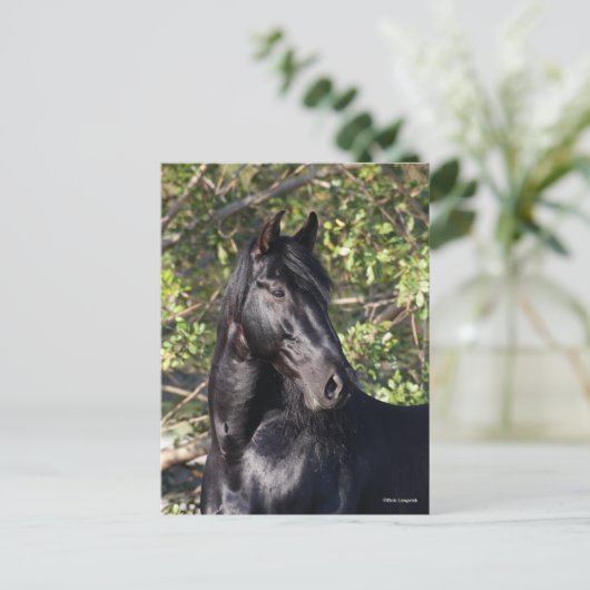 Stehender Headshot des Black Andalucian Horse Postkarte (Stehend Vorderseite)