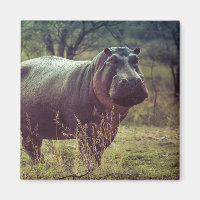 Stehender Hippo-Posing bei Kamera in Africa Foliag
