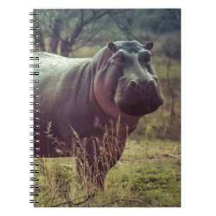 Stehender Hippo-Posing bei Kamera in Africa Foliag Notizblock