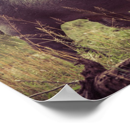 Stehender Hippo-Posing bei Kamera in Africa Foliag Poster (Ecke)