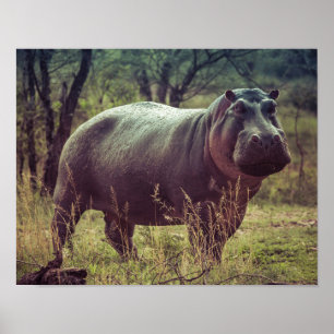 Stehender Hippo-Posing bei Kamera in Africa Foliag Poster
