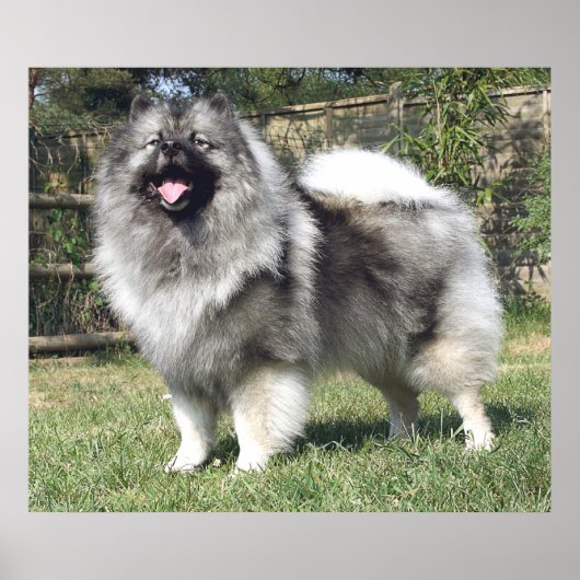 Stehender Keeshond Hund Poster (Vorne)
