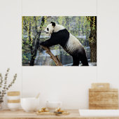 Stehender Panda Poster (Küche)