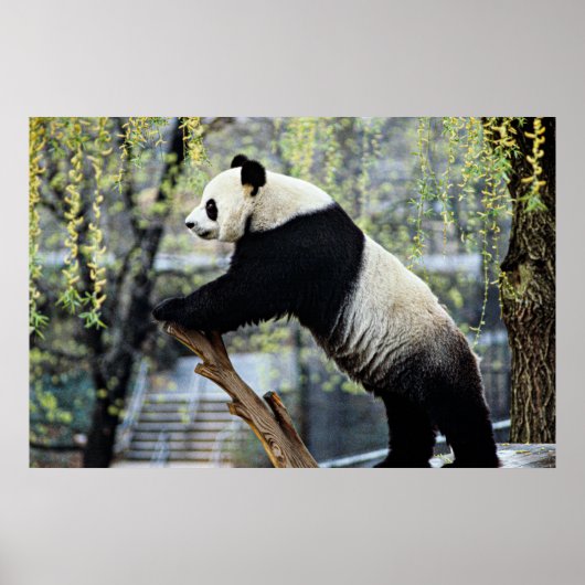 Stehender Panda Poster (Vorne)