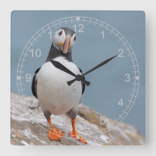Stehender Puffin Quadratische Wanduhr