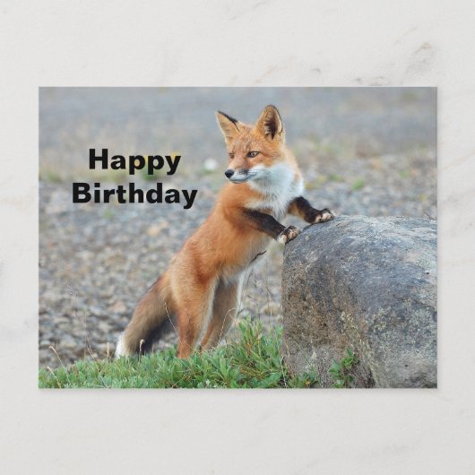 Stehender Rotfuchs Geburtstag Postkarte (Vorderseite)